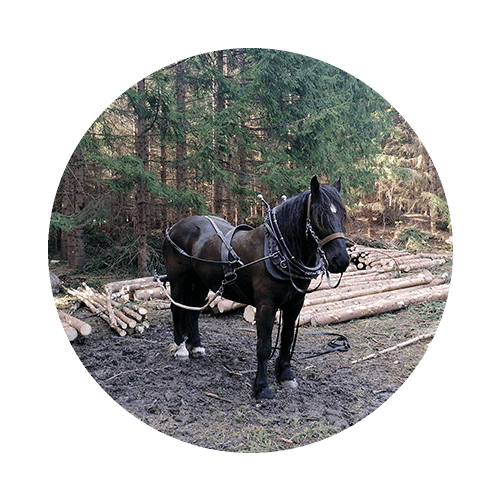 Einspänniges Holzrücken mit Pferden