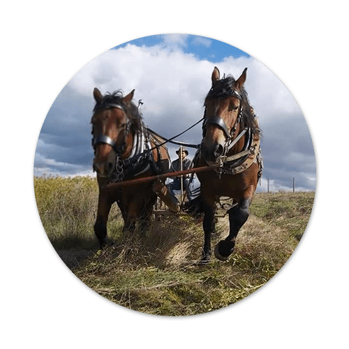 Grünlandwirtschaft mit Pferden öipk